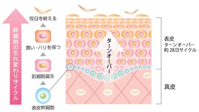 陶肌トリートメント – REVI（ルヴィ）製造メーカー公式サイト｜銀座ROSSO